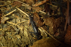 Plethodon kiamichi