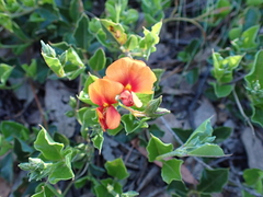 Podolobium procumbens