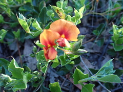 Podolobium procumbens