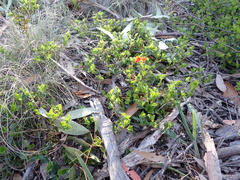 Podolobium procumbens