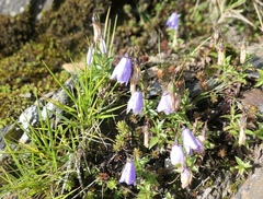 Adenophora morrisonensis