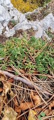 Sedum album