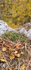 Sedum album