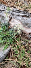 Crithmum maritimum