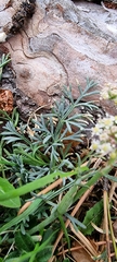 Crithmum maritimum