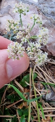 Crithmum maritimum