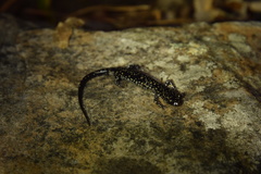 Plethodon kiamichi