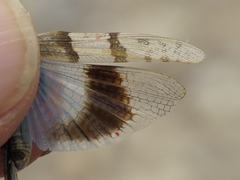 Sphingonotus lluciapomaresi