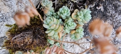 Sedum dasyphyllum