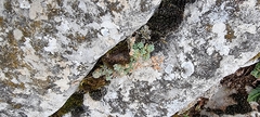 Sedum dasyphyllum