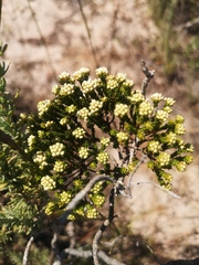 Phylica cephalantha