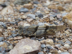 Sphingonotus lluciapomaresi