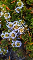 Scaevola crassifolia
