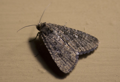 Condicinae