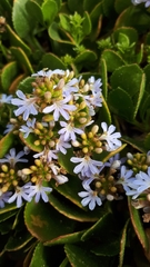 Scaevola crassifolia