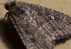 Condicinae