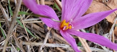 Colchicum lusitanum