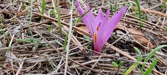 Colchicum lusitanum