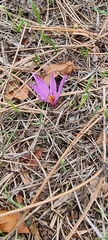 Colchicum lusitanum
