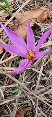 Colchicum lusitanum