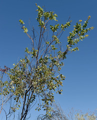 Acacia retivenea