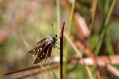 Oligoria maculata