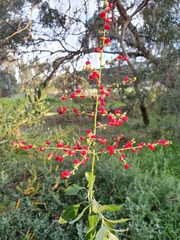 Chenopodium parabolicum