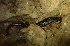 Plethodon ouachitae