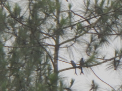 Dicrurus macrocercus