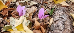 Cyclamen hederifolium