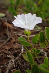 Falkia repens