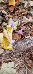 Cyclamen hederifolium