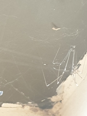 Smeringopus pallidus