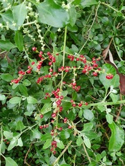 Chenopodium parabolicum