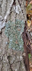 Pleurosticta acetabulum