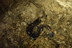 Plethodon kiamichi
