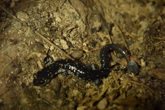 Plethodon kiamichi