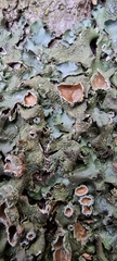 Pleurosticta acetabulum