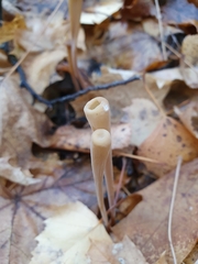 Macrotyphula fistulosa