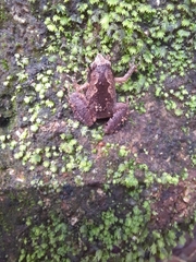 Microhylinae