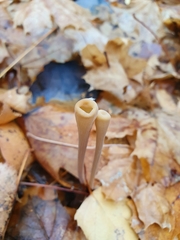 Macrotyphula fistulosa