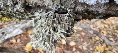 Ramalina
