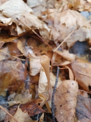 Macrotyphula fistulosa