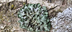 Pleurosticta acetabulum