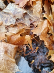 Macrotyphula fistulosa