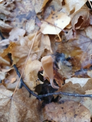 Macrotyphula fistulosa