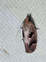 Acanthodela erythrosema