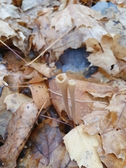 Macrotyphula fistulosa