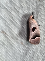 Acanthodela erythrosema