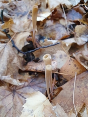 Macrotyphula fistulosa